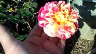 Rose All American Magicmov [upl. by Colner]