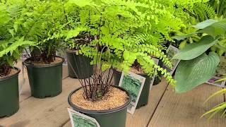 Adiantum pedatum Northern Maidenhair Fern  Fabulous Easy to Grow NATIVE Fern [upl. by Ericksen]