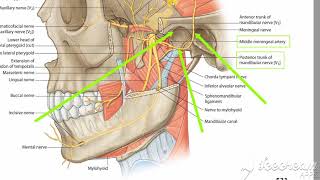 Auriclotemporal nerve 1 [upl. by Ennayhc]