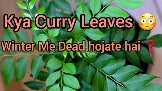 🔴CURRY LEAVES PLANT COMPLETE CARE IN WINTERSUMMER AND RAINY SEASON [upl. by Nitas]