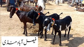 Faisalabad Bakra MandiNew Update FM Animals030066982843•10•2024 [upl. by Kosaka]