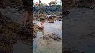 Rocky beach  Puerto de la Cruz Tenerife Walk Adventure [upl. by Scharf930]