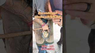 Do horseshoe nails taste good farrier horse shorts ytshorts horseshoeing satisfying short [upl. by Valenka]