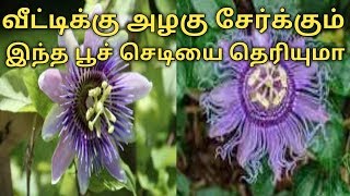 How to grow Passion flower  Krishna Kamal Ruba garden [upl. by Tamiko]