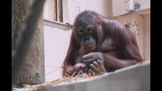 Amazing Apes Knots  Can An Orangutan Tie Knots [upl. by Kingsley]