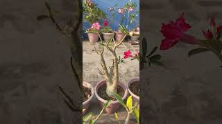 ADENIUM FLOWER gardening pruning adenium flowers adeniumcare desertrose repoting plants [upl. by Eissolf]