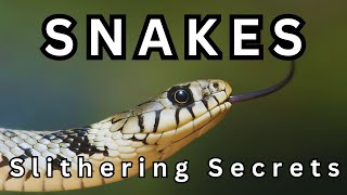 Snakes  Slithering Secrets  Unveiling the World of Snakes [upl. by Eelyk]