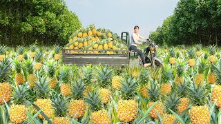 Use 3wheeled Vehicle Harvesting Many Pineapples Goes To Countryside Market Sell  Free Bushcraft [upl. by Ettennal]