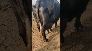 Bigg udders Buffalos animalmandi malumormandi [upl. by Mulry]