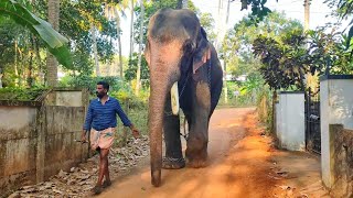 ഊക്കൻസ് കുഞ്ചുവും സാരഥിമാരും 😍🥰 കാവിലക്കാട് പൂരം 2024 🥰 ookkens Kunju Kavilakkad pooram [upl. by Glorianna]