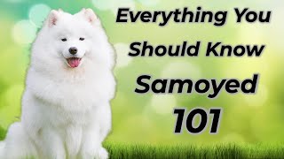 Samoyed 101 Is It Right For You [upl. by Ecerehs]