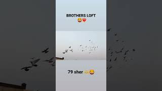 BROTHERS LOFT BAREILLY ❤️‍🔥 youtubeshorts pigeonlover kabutarbazi trending viralshorts love [upl. by Bernadene]