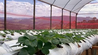 Estufa para cultivo de MORANGOS com SLABS  Vantagens e Benefícios [upl. by Ielhsa]