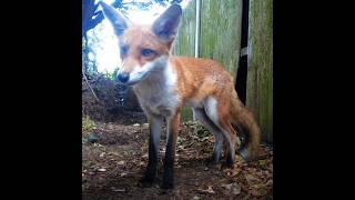 New Fox Cub Friend [upl. by Nosak]