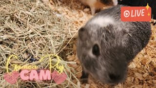 🔴 The one where its Autumn  Guinea Pig Cam 11 Oct 2024 [upl. by Arlynne]