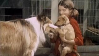 Lassie  Episode 393  quotLittle Dog Lostquot  Season 12 Ep8  10311965 [upl. by Nettie]