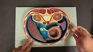 Abdominal Anatomy Digestive Hepatic Portal Triad Abdominal MusclesTransverse Plane [upl. by Yclek878]