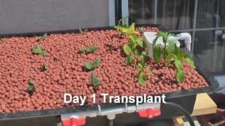 Aquaponics Systems  Aquaponics Made Easy With This Aquaponics Systems [upl. by Elleuqram]