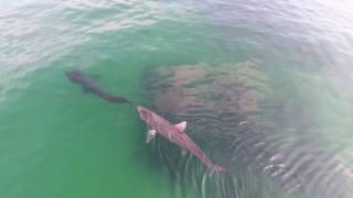 Basking sharks off Caliso Bay short video  Drone footage  DJI Phantom 4 [upl. by Arleta746]