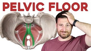 The Pelvic Floor Muscles Explained  Corporis [upl. by Rodger]