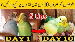 Austalian parrots breeding tips in urdu  Budgies Breeding progress  Breeding Tips for budgies [upl. by Seraphine149]