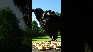 Grackle scares off a starling and talks to their friend [upl. by Leopoldeen]