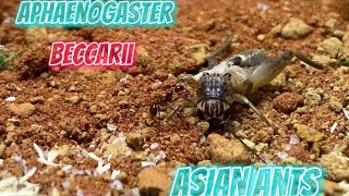 Aphaenogaster beccarii a basic care guide [upl. by Frannie]