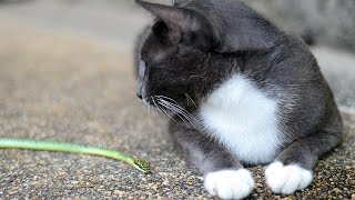 CAT vs GOLDEN TREE SNAKE [upl. by Akapol]