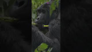 What do gorillas eat [upl. by Court]