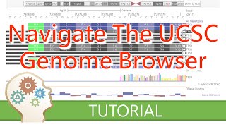 DISPLAY AND NAVIGATE THE GENOME  UCSC Genome Browser Tutorial series [upl. by Charlton391]