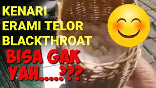 Cara Mengatasi Telur Burung Blackthroat Yang Tidak Di Erami Induk Nya [upl. by Einnil]