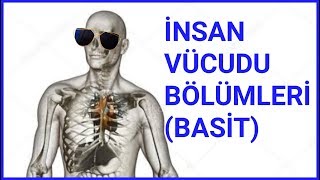 İNSAN VÜCUDU BÖLÜMLERİ  LATİNCE  EN SADE HALİ [upl. by Thorman]