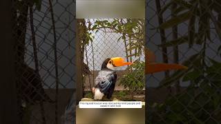 This injured toucan was rescued by kind people and raised it with love animalshorts [upl. by Alick]