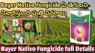 NATIVO FUNGICIDE FULL DETAILS IN TELUGU  Bayer Nativo Dose price in telugu bayer nativo in telugu [upl. by Ahseki]