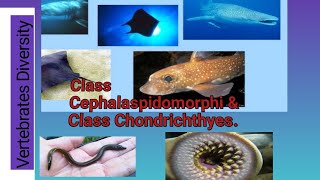 Class Cephalaspidomorphi ampClass Chondrichthyes [upl. by Slen711]