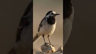 Motacilla alba  Белая трясогузка😍 birds nature природа [upl. by Kuo635]