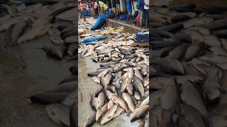 Fishing market video ।।fishing fishmarket [upl. by Meehsar]