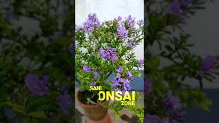 Desmodium tree 💜  Bonsai  Sani Bonsai Zone [upl. by Chiaki103]