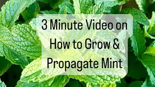 How to grow harvest and propagate mint from the grocery store [upl. by Kafka]