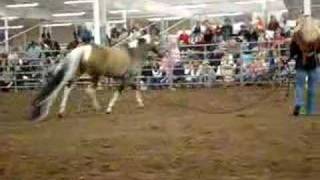 Summer Breeze Guinness Book of World Records Horse [upl. by Isadore368]