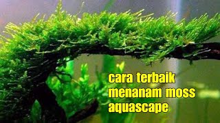 4 cara menanam moss aquascape how to plant aquascape moss [upl. by Fridell]