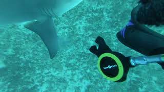 Shark Sneaks Up And Scares The  Out Of Diver [upl. by Yonah101]