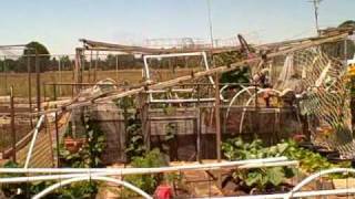 Growing Yacon Chufa Nuts and Tall Purslane at the Local Community Garden [upl. by Ahsotal]