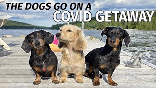 Ep5 The Dogs Go to the Cottage for a COVID GETAWAY [upl. by Adyela]