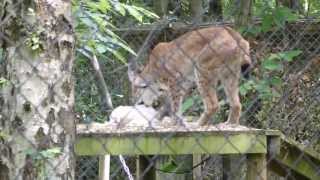 Eurasian Lynx jumping for food [upl. by Aid]