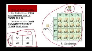 Genetics Part 1  Drawing Basic Punnett Squares [upl. by Hiasi187]