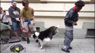 IShowSpeed pants fall down after a Dog jumps on him🤣 [upl. by Oiramat97]