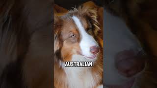 Top 3 Working Dogs Australian Shepherd Border Collie amp Corgi puppy pets cutedog [upl. by Elohcin]