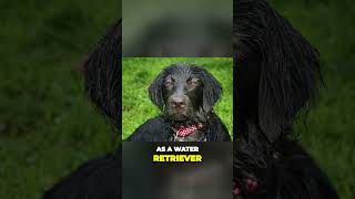 Practical Coat of Flat Coated Retriever [upl. by Dyna]