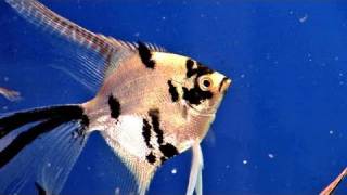 How To Do Angel Fish Care [upl. by Towroy]